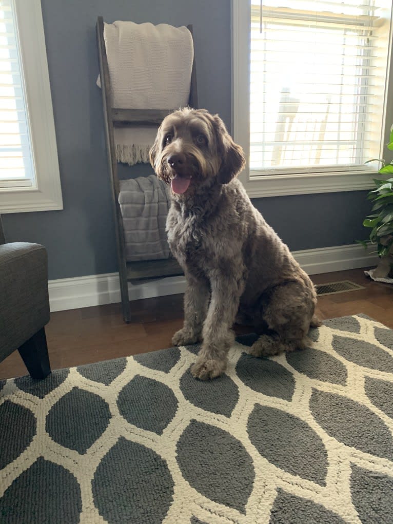 Finn, a Poodle (Standard) and Australian Shepherd mix tested with EmbarkVet.com