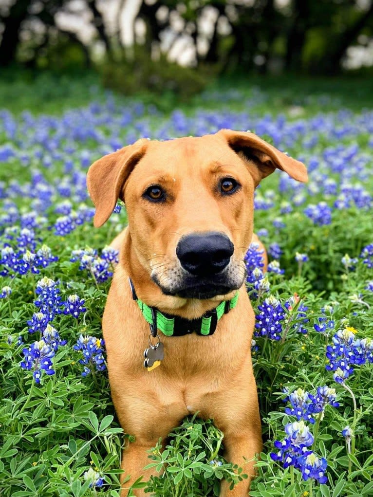 Enzo, a German Shepherd Dog and Doberman Pinscher mix tested with EmbarkVet.com