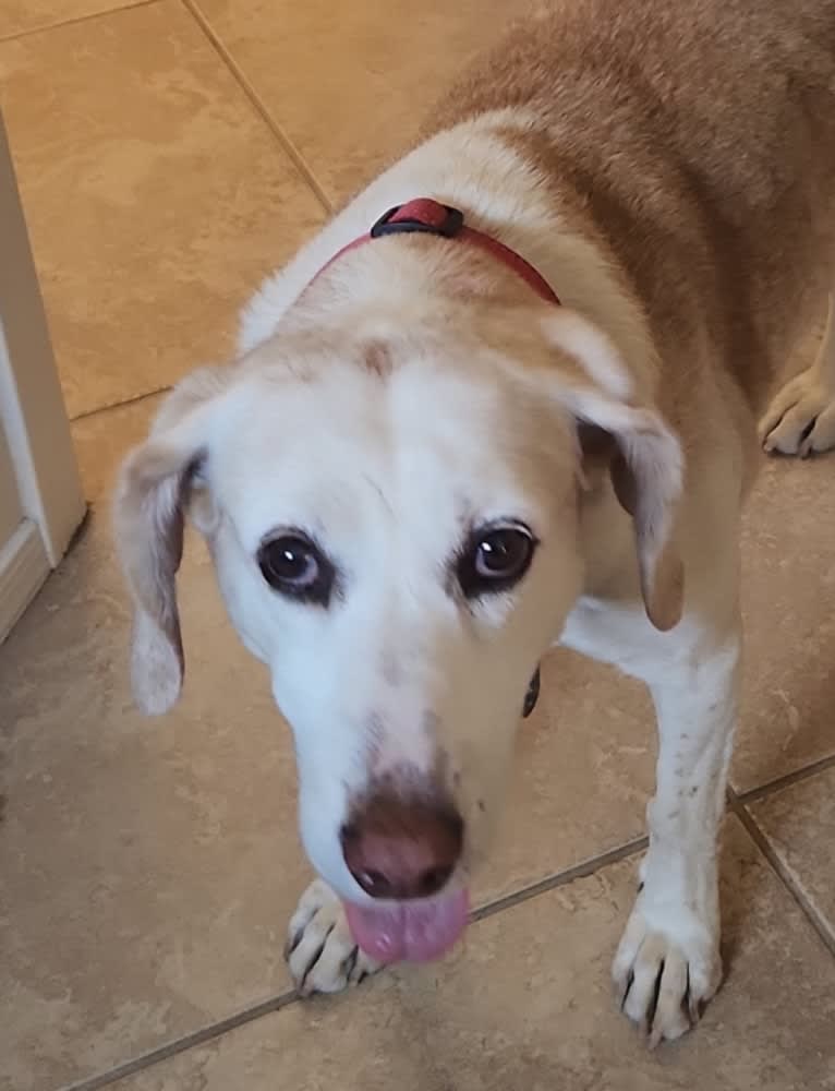 Lizzie, an American Foxhound tested with EmbarkVet.com