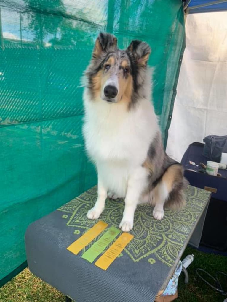 Finn, a Collie tested with EmbarkVet.com