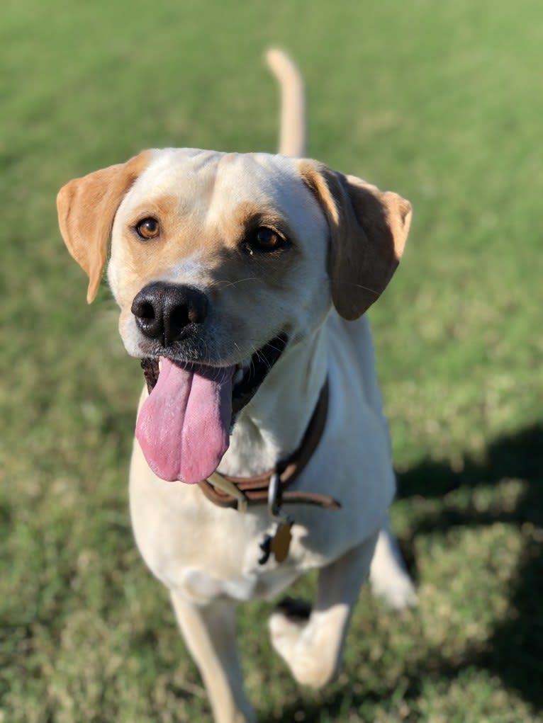 Charlie, a Labrador Retriever and Boxer mix tested with EmbarkVet.com