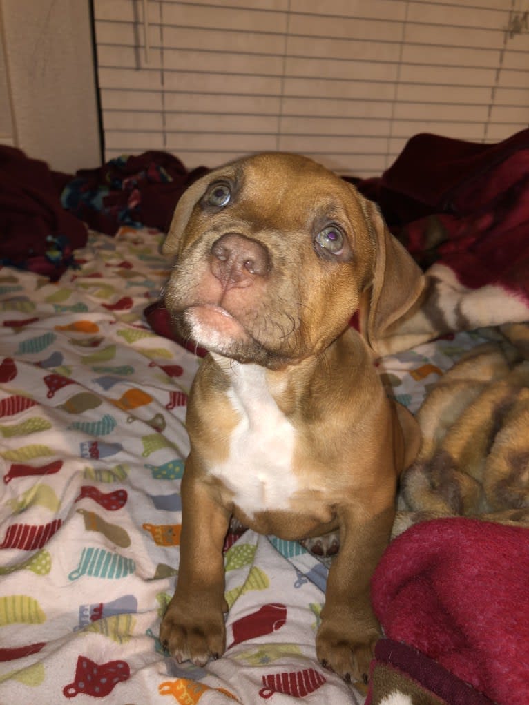 Jasper, an American Bully tested with EmbarkVet.com