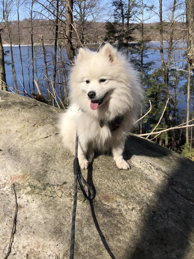 Mikasa, a Samoyed tested with EmbarkVet.com