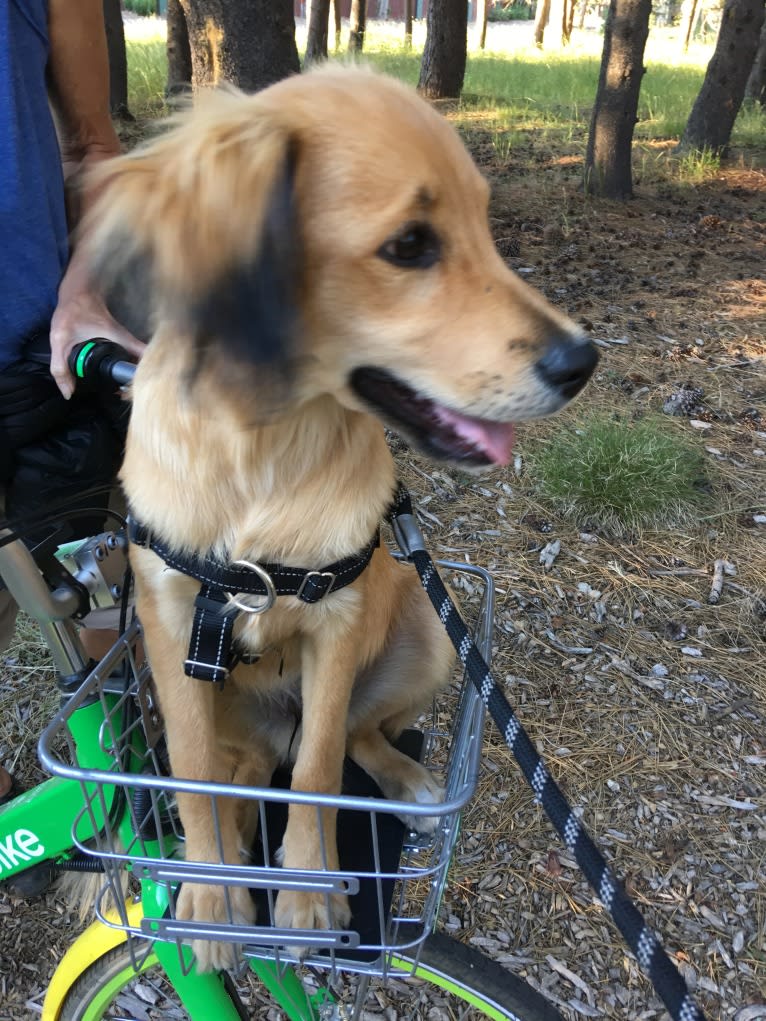 Gus, a Russell-type Terrier and Cocker Spaniel mix tested with EmbarkVet.com