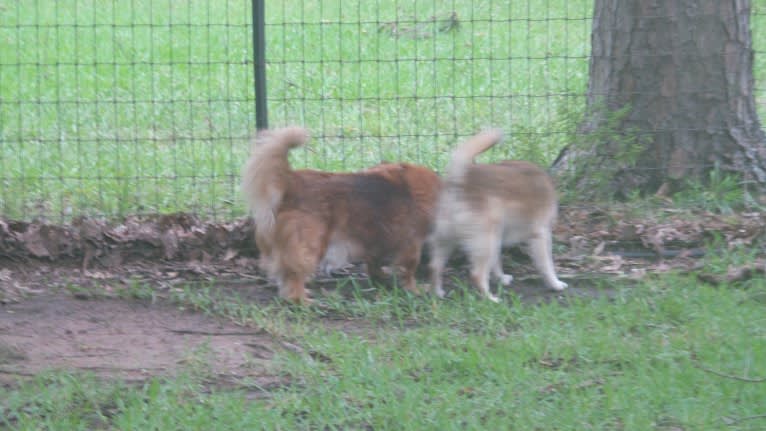 Lassie, a Pomeranian and Rat Terrier mix tested with EmbarkVet.com