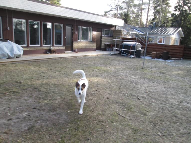 Sola, an Eastern European Village Dog and German Shepherd Dog mix tested with EmbarkVet.com