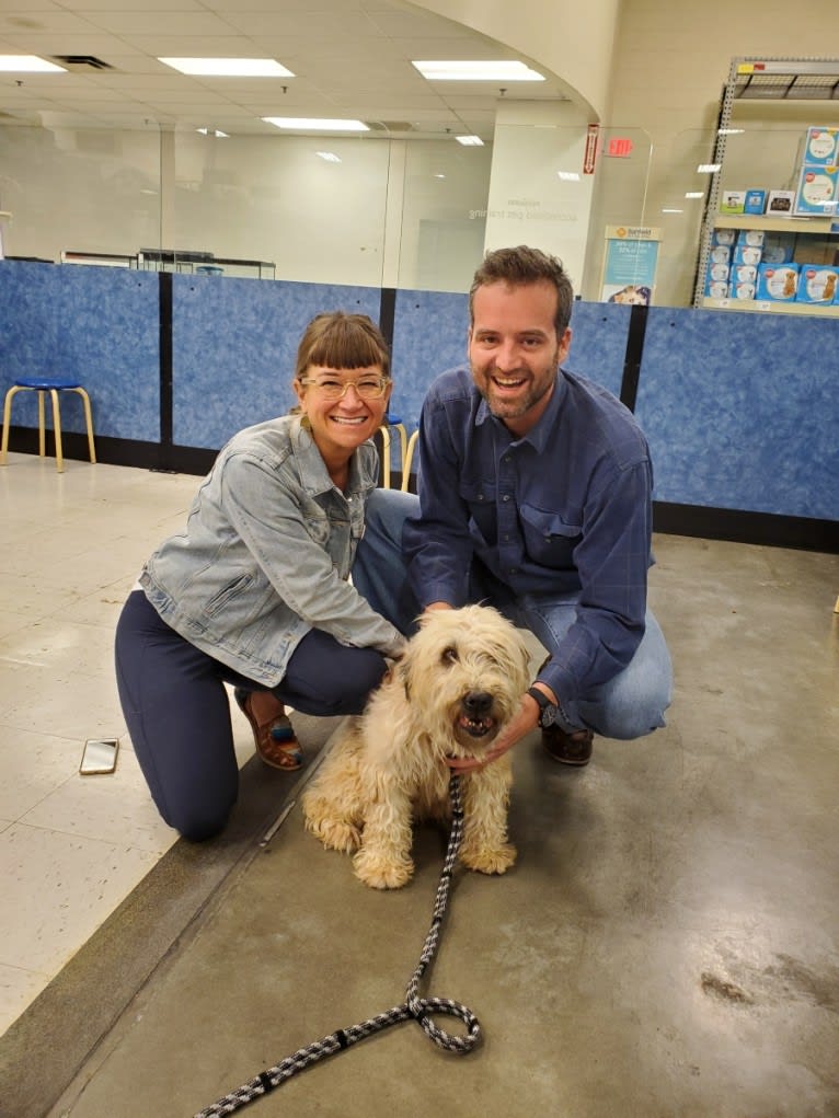 Joy, a Soft Coated Wheaten Terrier tested with EmbarkVet.com