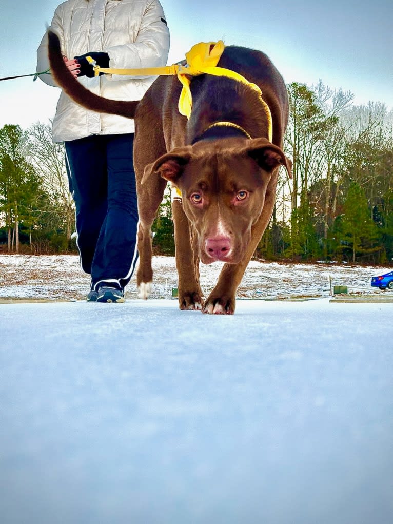 Finley, an American Pit Bull Terrier and Siberian Husky mix tested with EmbarkVet.com