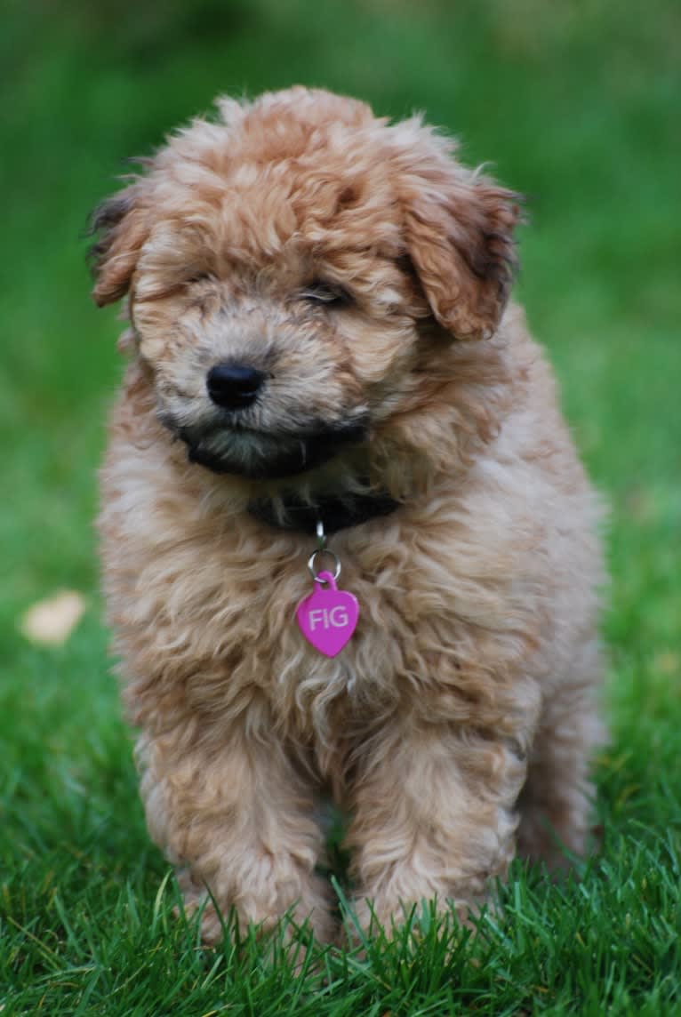 Fig, a Soft Coated Wheaten Terrier and Miniature Schnauzer mix tested with EmbarkVet.com