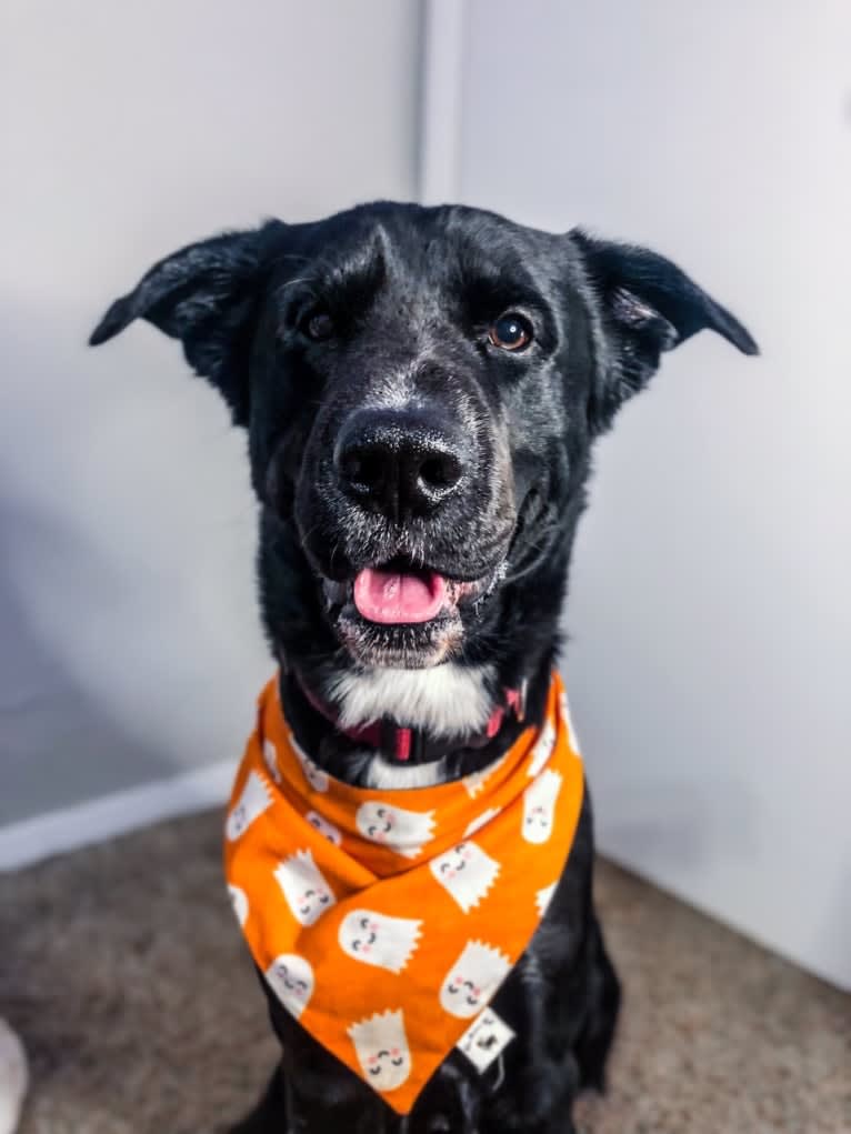 Kodak, an Australian Cattle Dog and Chow Chow mix tested with EmbarkVet.com