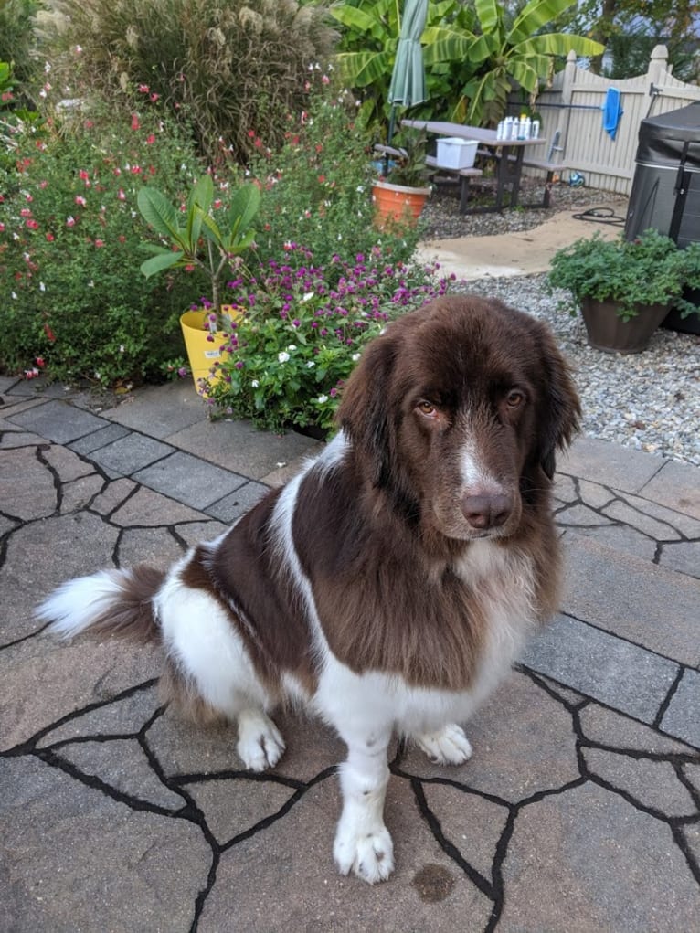 Bailey, a Newfoundland tested with EmbarkVet.com