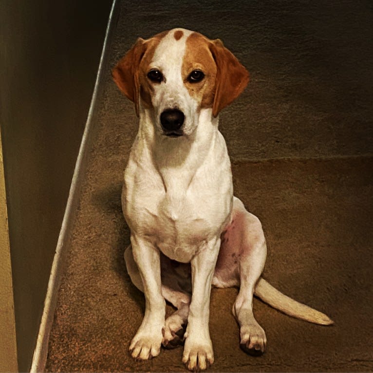 Arlo, a Basset Hound and Australian Cattle Dog mix tested with EmbarkVet.com