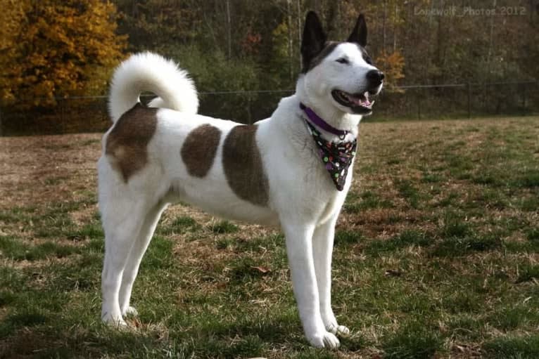 Davinci, an Akita tested with EmbarkVet.com