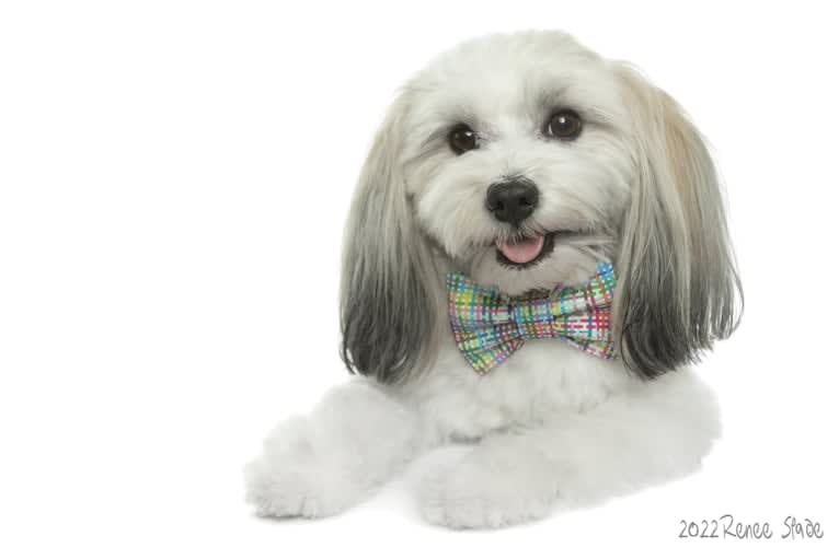 Liam, a Havanese tested with EmbarkVet.com