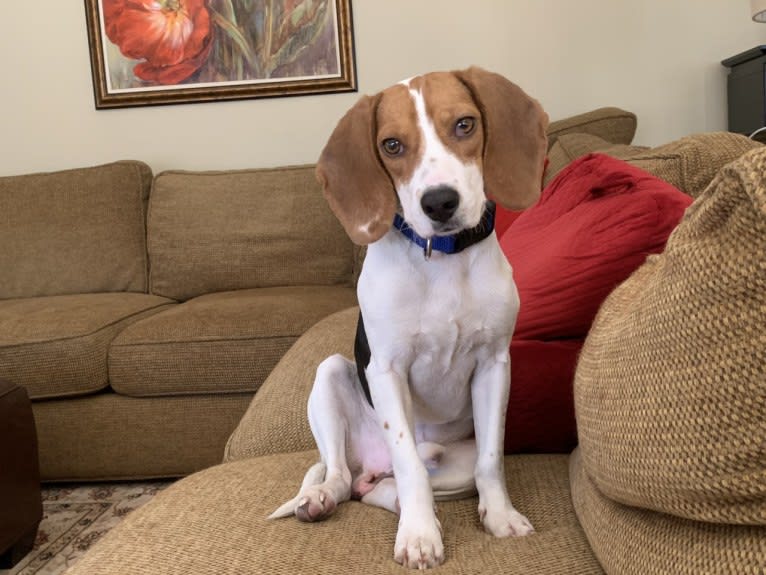 Oliver, a Beagle tested with EmbarkVet.com