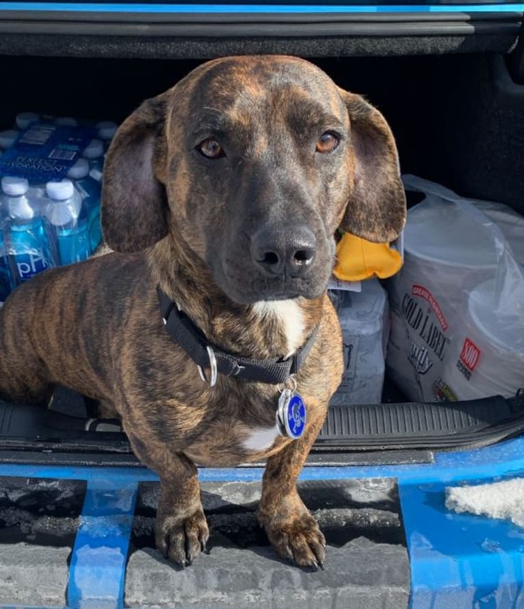 Peter, a Dachshund and American Pit Bull Terrier mix tested with EmbarkVet.com