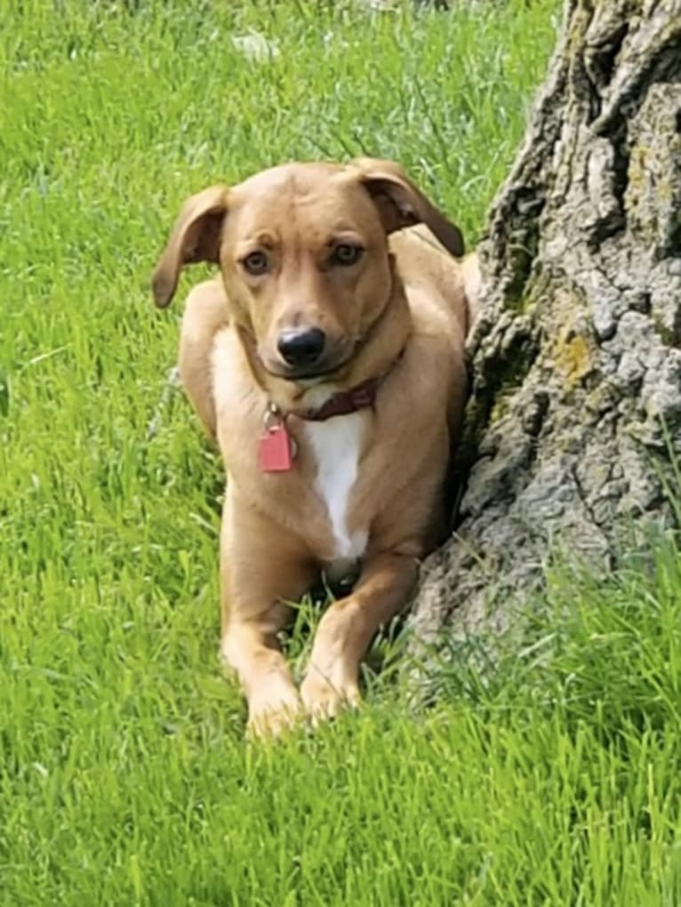 Bourbon, a Miniature/MAS-type Australian Shepherd and Mountain Cur mix tested with EmbarkVet.com