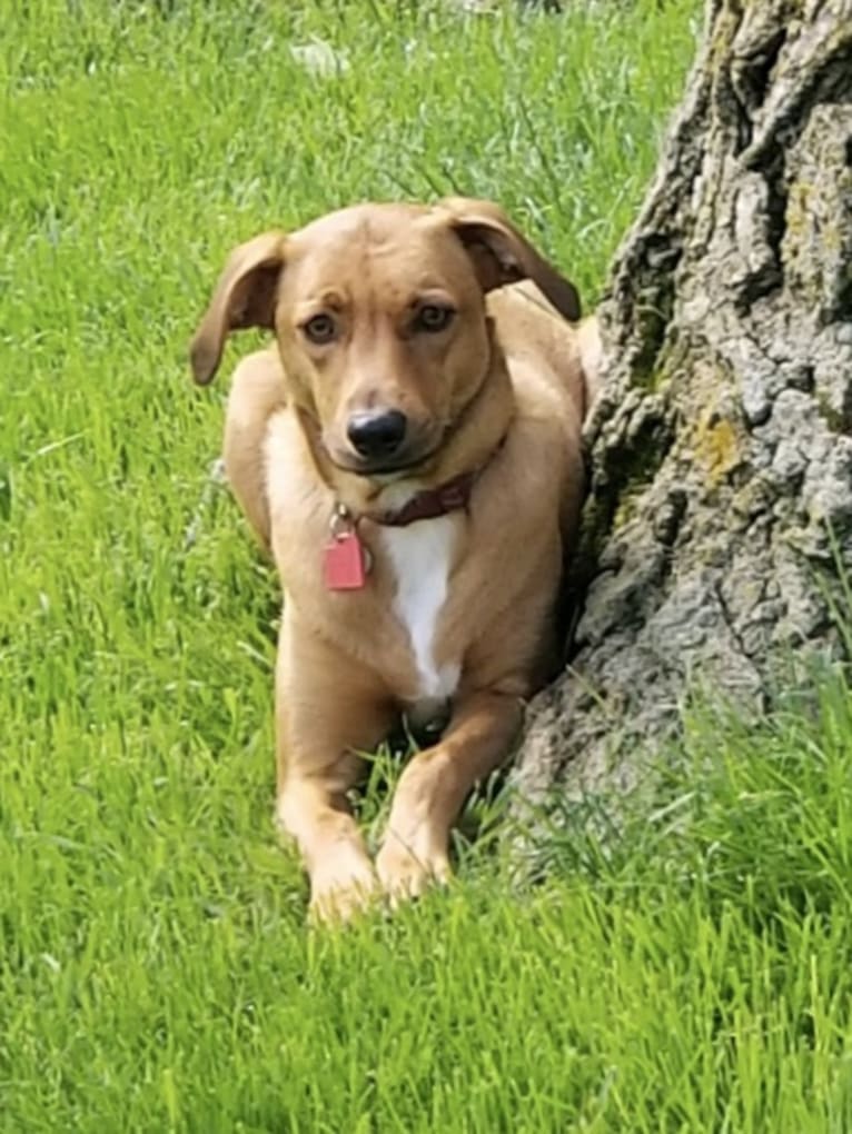 Bourbon, a Miniature/MAS-type Australian Shepherd and Mountain Cur mix tested with EmbarkVet.com