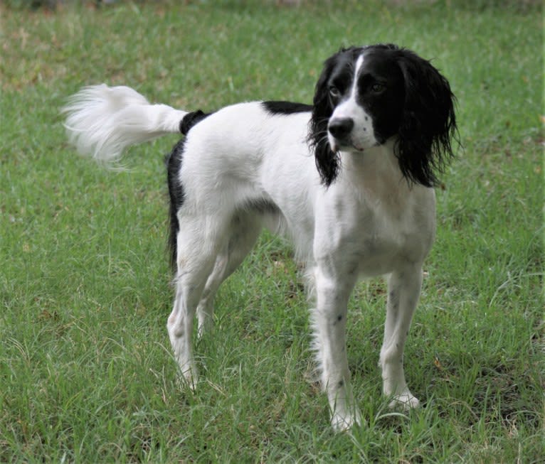 Tag, an English Springer Spaniel tested with EmbarkVet.com