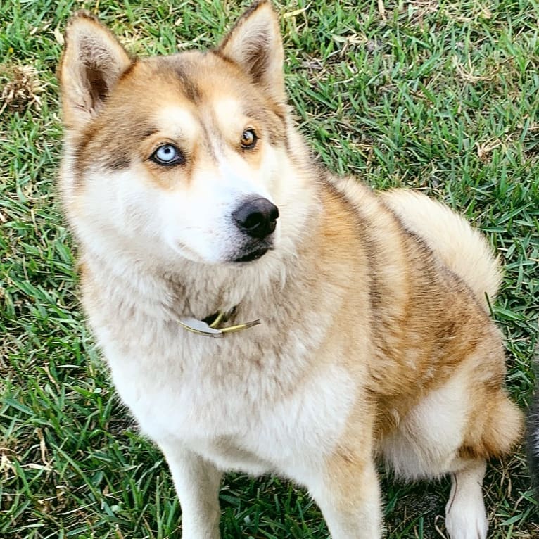 Yuma, a Siberian Husky tested with EmbarkVet.com