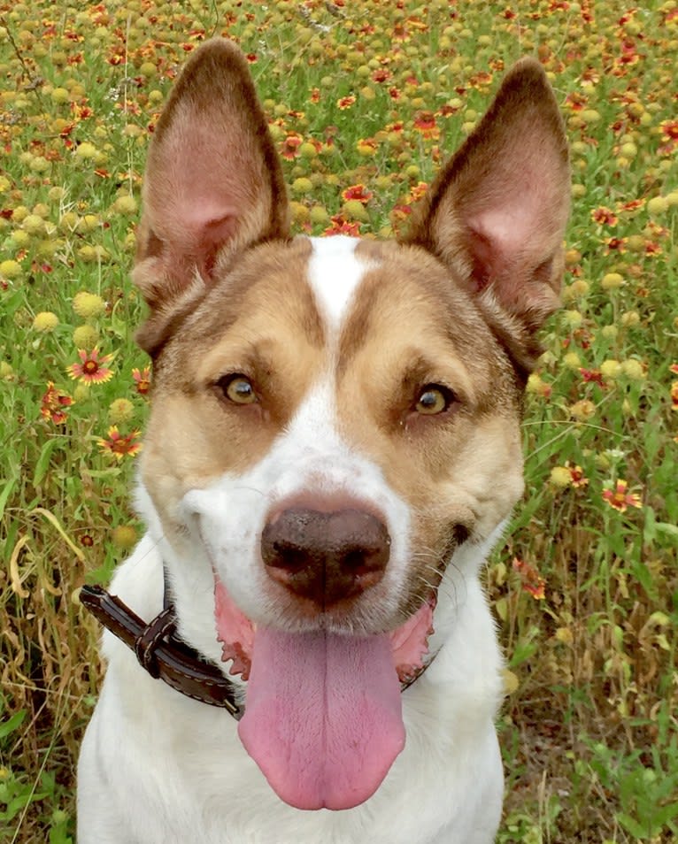 Winnie, an American Pit Bull Terrier and Chow Chow mix tested with EmbarkVet.com