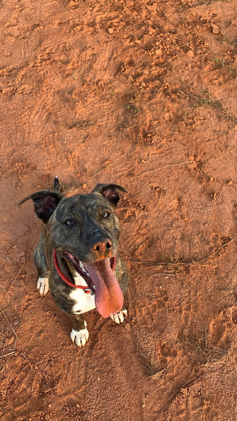 Keira, an American Pit Bull Terrier and American Staffordshire Terrier mix tested with EmbarkVet.com