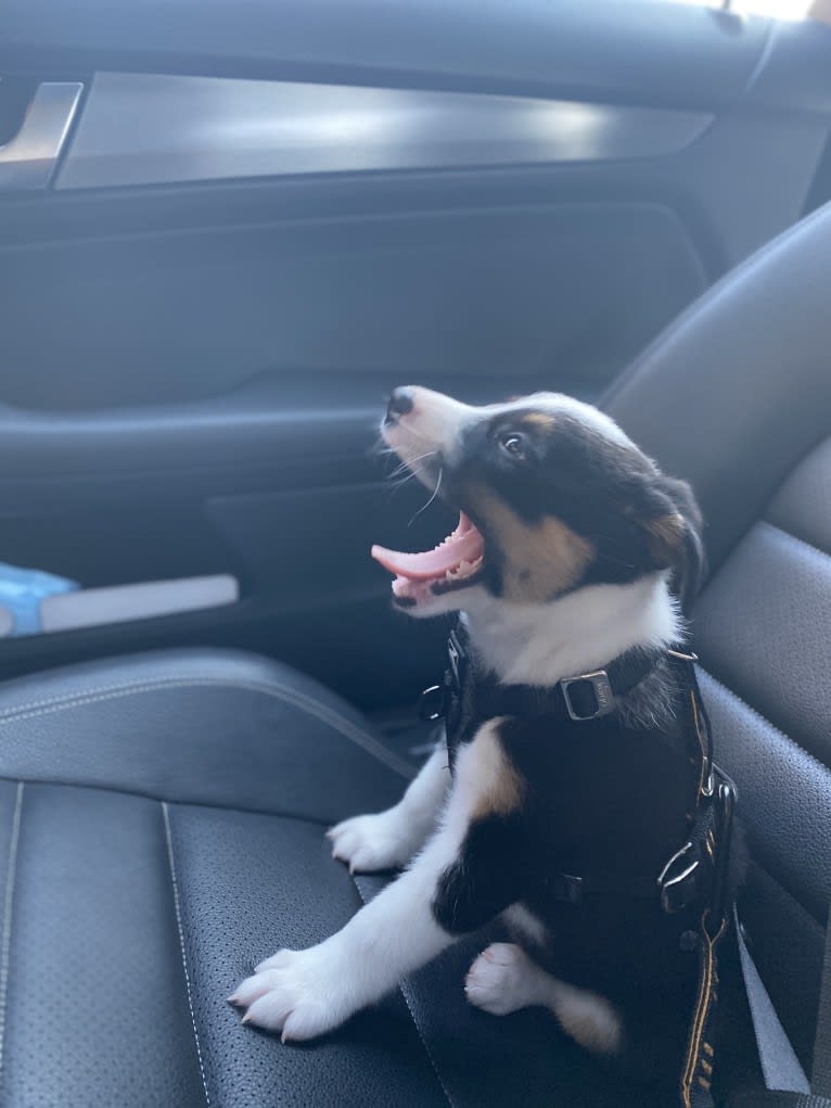 Summer, an Australian Shepherd and Border Collie mix tested with EmbarkVet.com