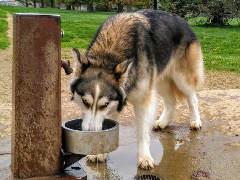 Wild Side of the Moon (Aleuna) a dog tested with EmbarkVet.com