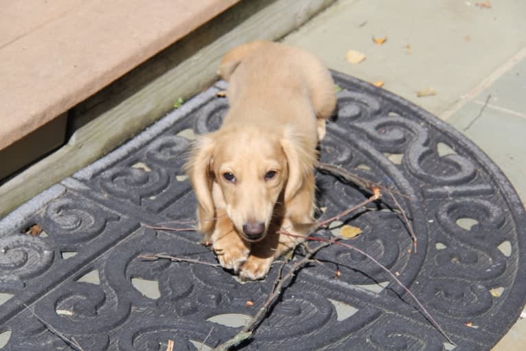 Oliver (Ollie) von Frederick, a Dachshund tested with EmbarkVet.com