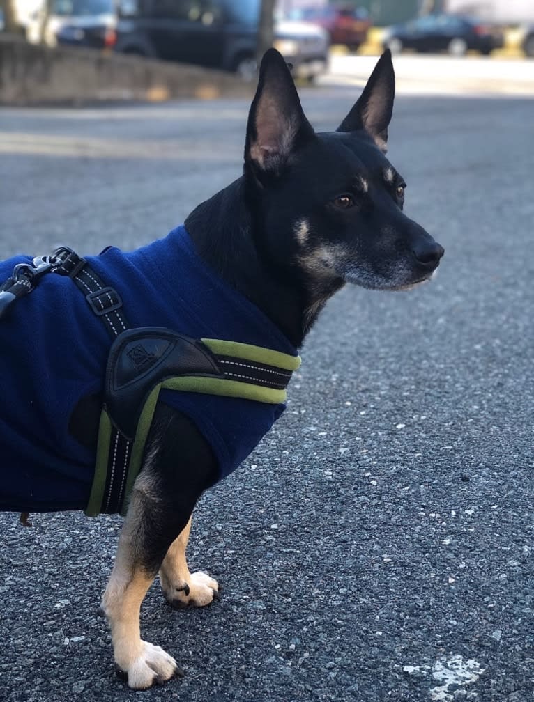 Lucifer, a Chihuahua and Australian Cattle Dog mix tested with EmbarkVet.com