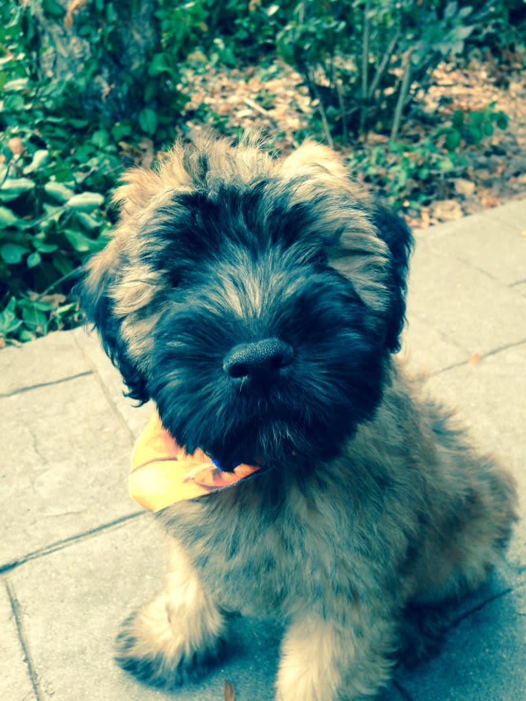 Moose, a Soft Coated Wheaten Terrier tested with EmbarkVet.com