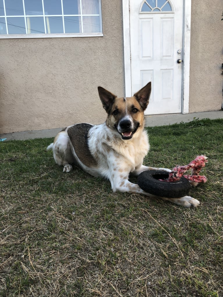 Teddy, a German Shepherd Dog and Doberman Pinscher mix tested with EmbarkVet.com