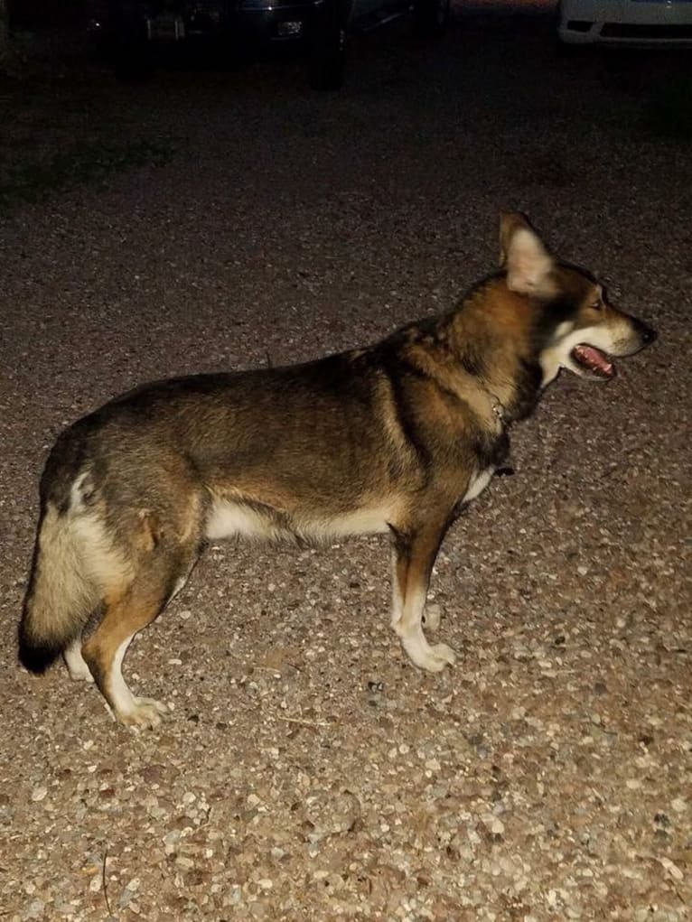 Grim, a German Shepherd Dog (12.8% unresolved) tested with EmbarkVet.com