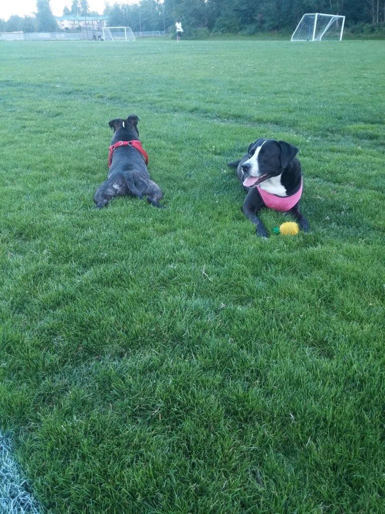 Kona, an American Bully and Bernese Mountain Dog mix tested with EmbarkVet.com