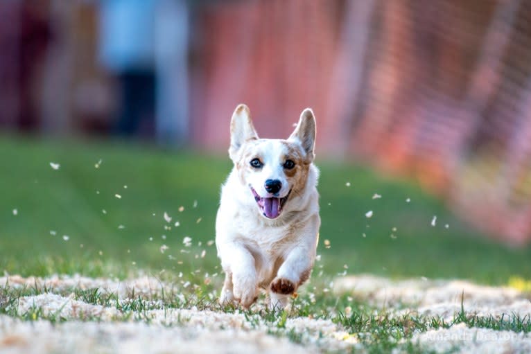 Bonnie, a Pembroke Welsh Corgi tested with EmbarkVet.com