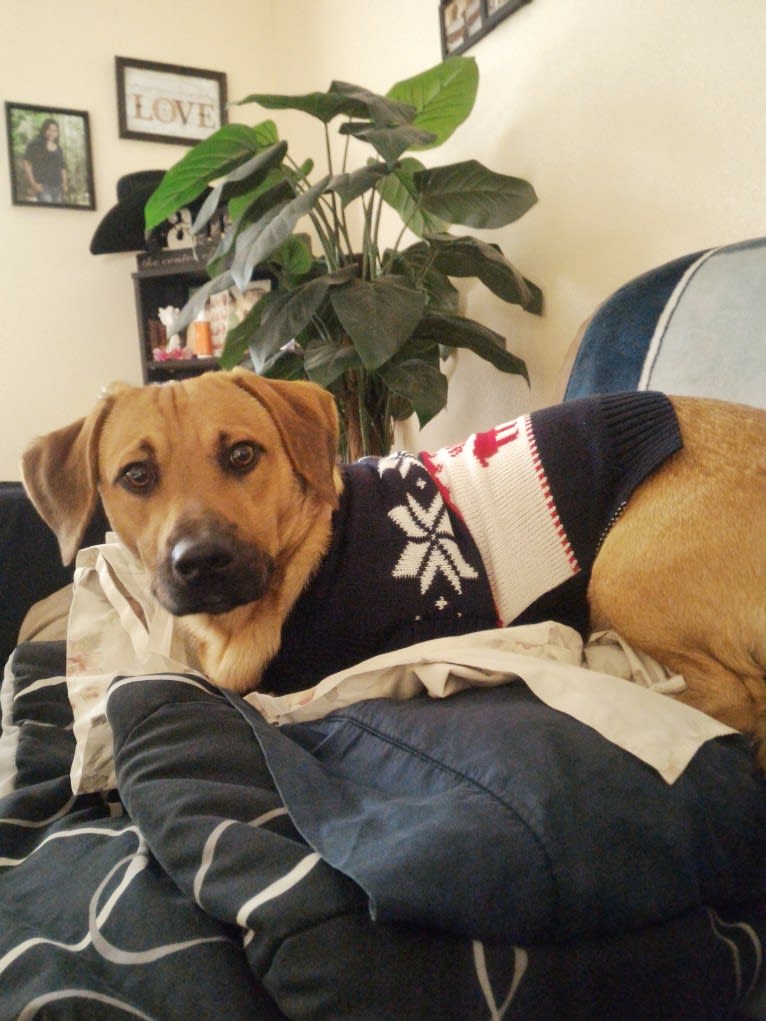 Cody, a Basset Hound and Australian Cattle Dog mix tested with EmbarkVet.com