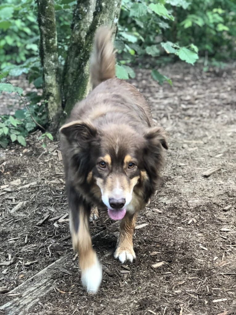 Rosie O'Doggell, an Australian Shepherd and German Shepherd Dog mix tested with EmbarkVet.com