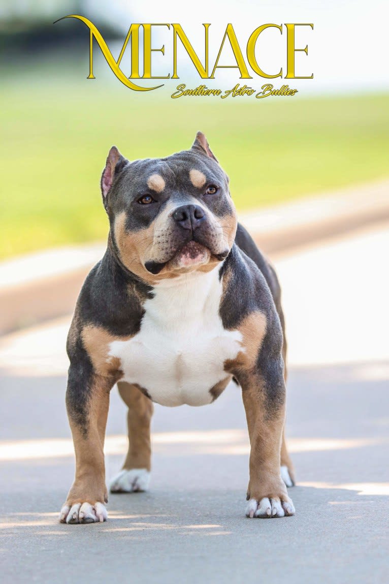 MENACE OF BENAVIDES BULLIES, an American Bully tested with EmbarkVet.com