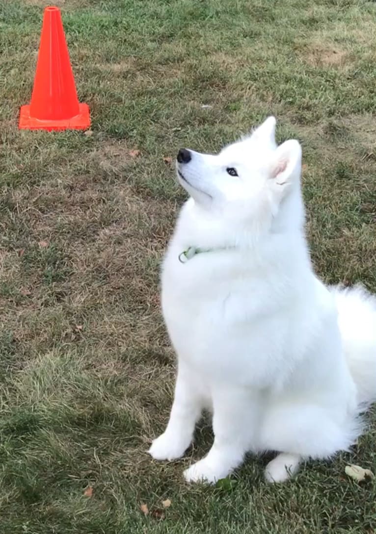 Letty, a Samoyed tested with EmbarkVet.com