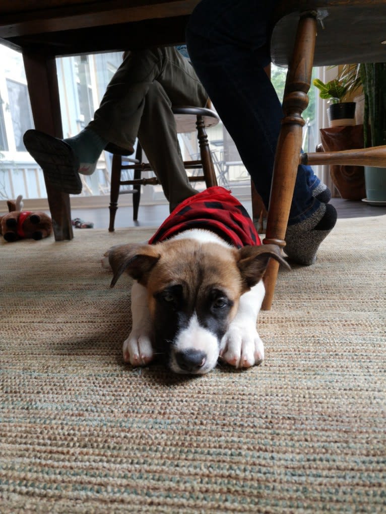 Winston Park, an Akita and American Pit Bull Terrier mix tested with EmbarkVet.com