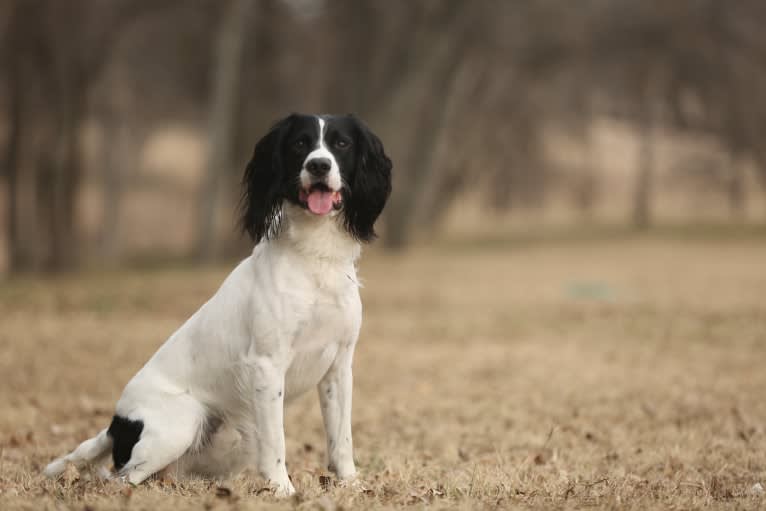 Tag, an English Springer Spaniel tested with EmbarkVet.com