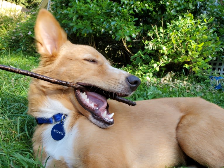 Antosha, an Arabian Village Dog tested with EmbarkVet.com