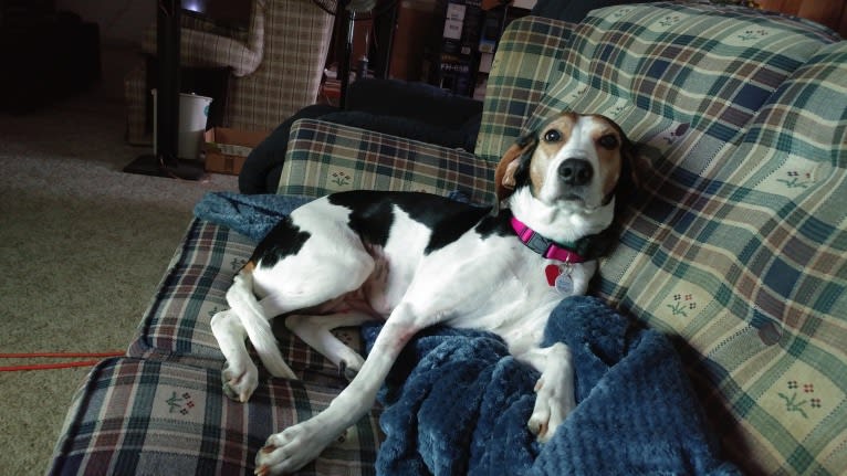 Zoe Lynne, an American Foxhound tested with EmbarkVet.com