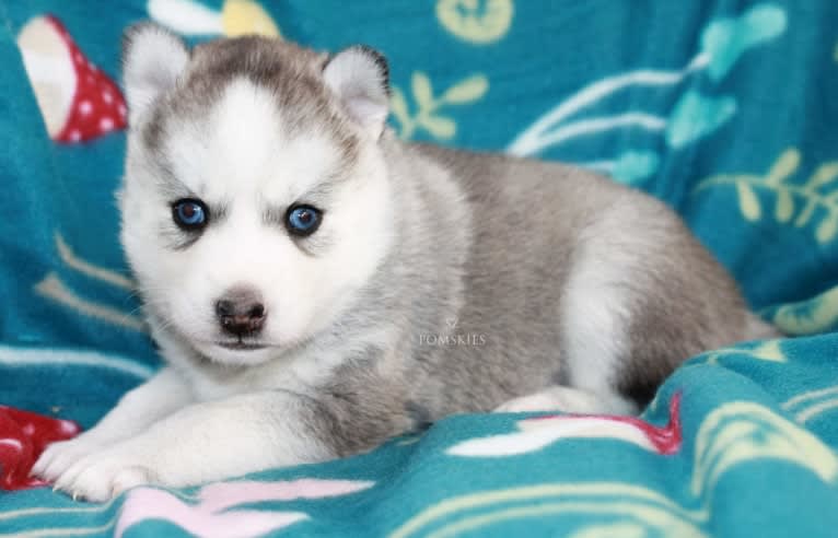 Tundra, a Pomsky tested with EmbarkVet.com