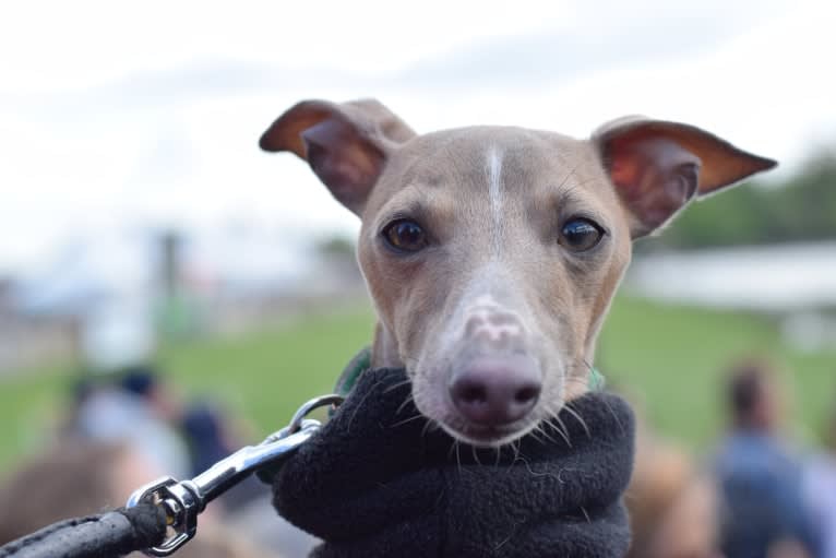 Reuben, an Italian Greyhound tested with EmbarkVet.com