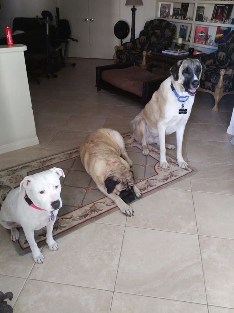 Barrett, an Anatolian Shepherd Dog tested with EmbarkVet.com