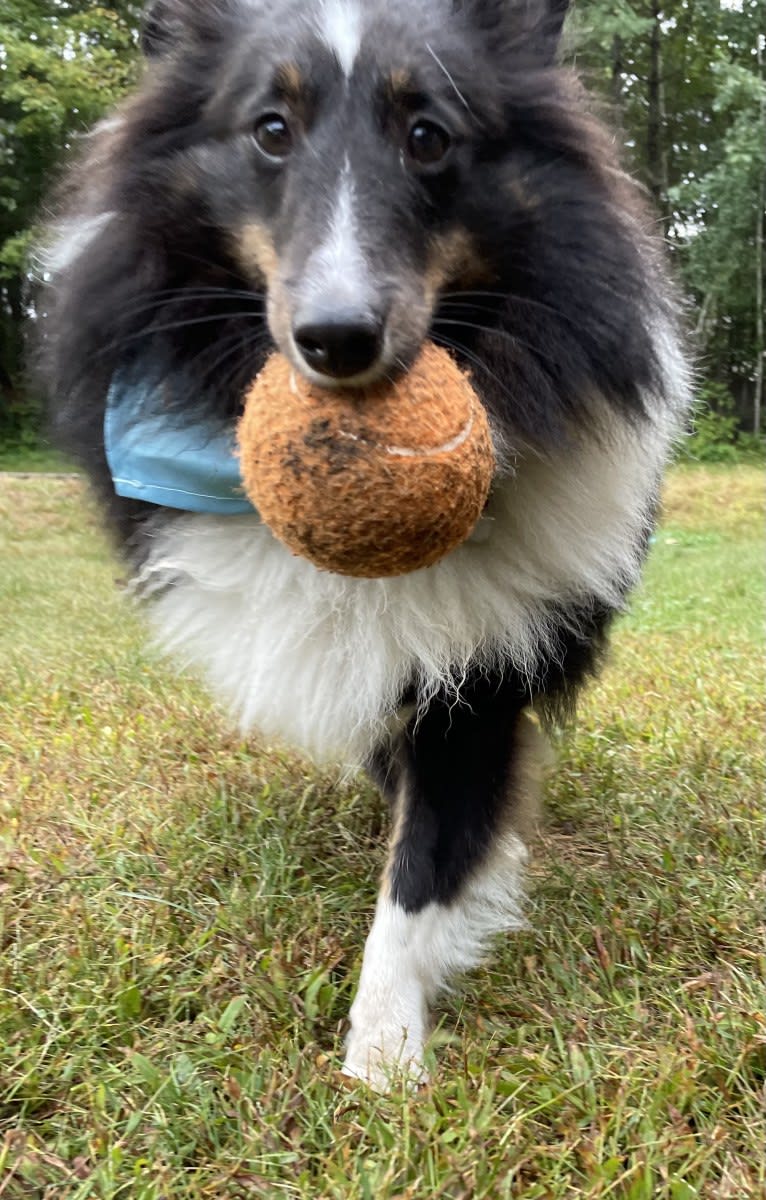 Whiskey Cash Adams, a Shetland Sheepdog tested with EmbarkVet.com