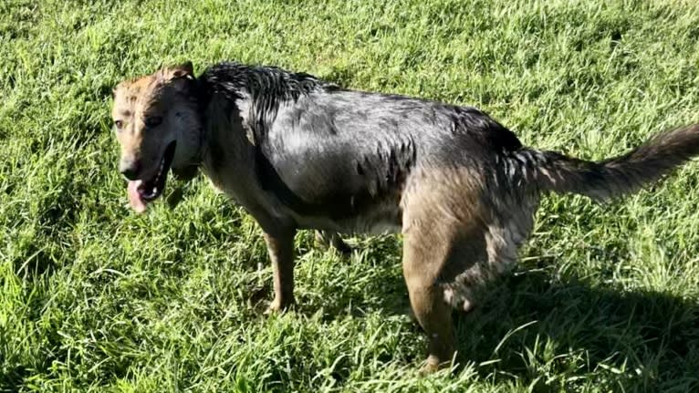 Shainee, a German Shepherd Dog and Australian Cattle Dog mix tested with EmbarkVet.com