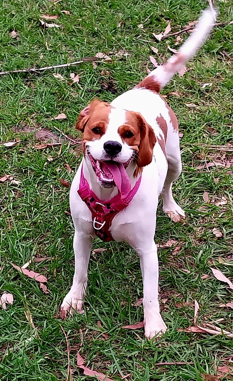 Ruby Rose, a Cavalier King Charles Spaniel and English Cocker Spaniel mix tested with EmbarkVet.com