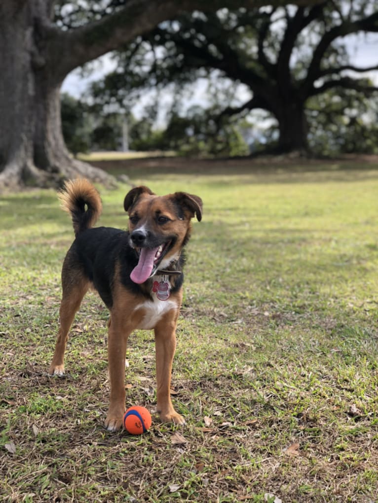 Adrian, a German Shepherd Dog and Poodle (Small) mix tested with EmbarkVet.com